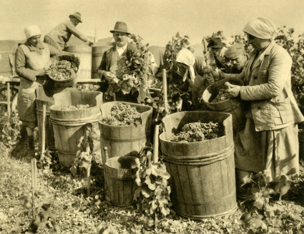 Weinlese bei Baden bei Wien, Niederösterreich, ca. 1935 von Unbekannt