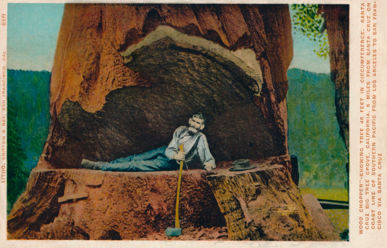Holzfäller zeigt Baum mit 46 Fuß Umfang. Santa Cruz Big Tree Grove, Kalifornien, um 1909 von Unbekannt