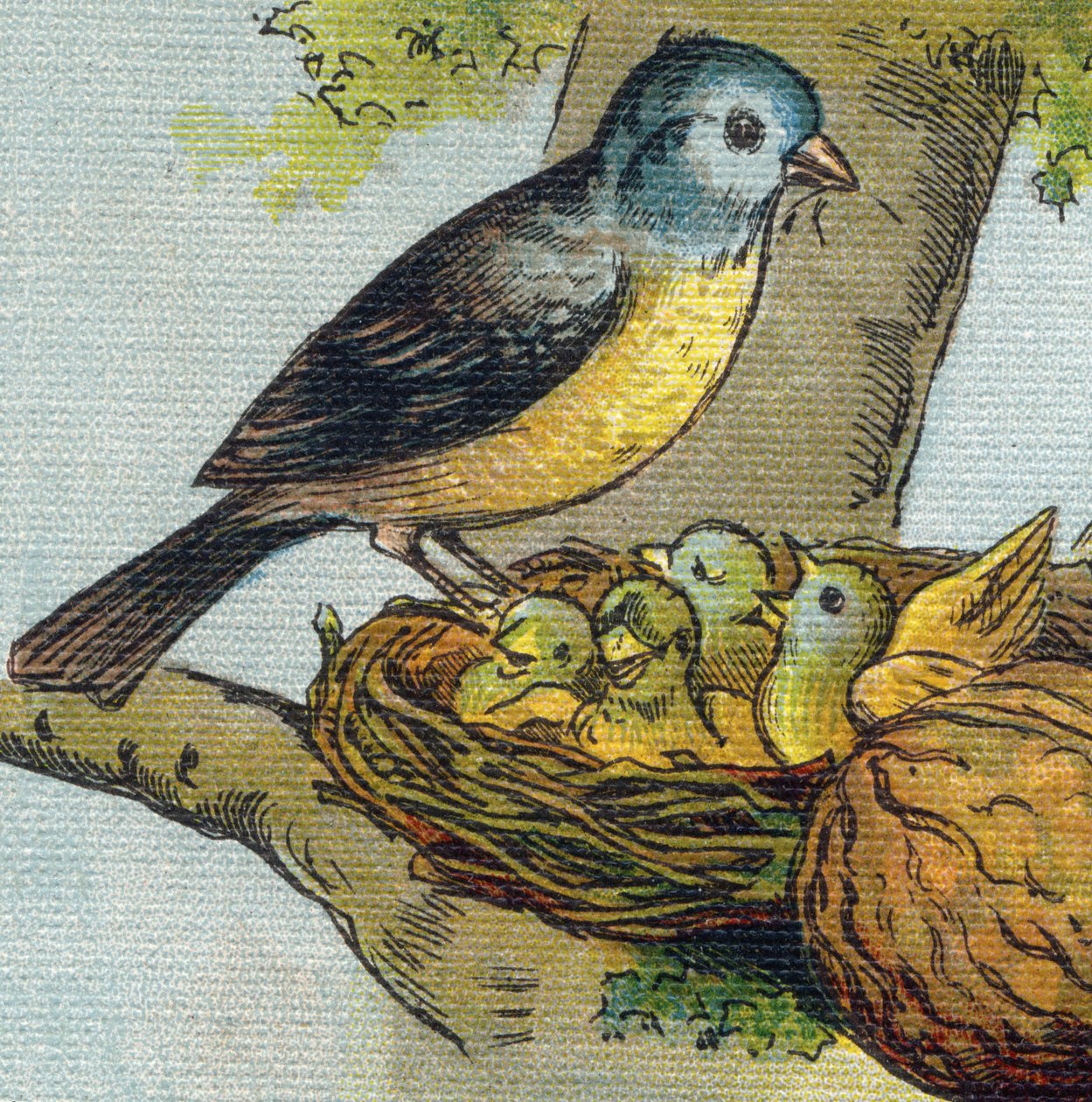 Ein Vogel füttert seine Jungen in einem Nest. Gravur in "Alphabet de ma petite fille". Bernardin-Bechet und Fils, Buchhändler-Verleger, Paris, um 1895. von Unbekannt