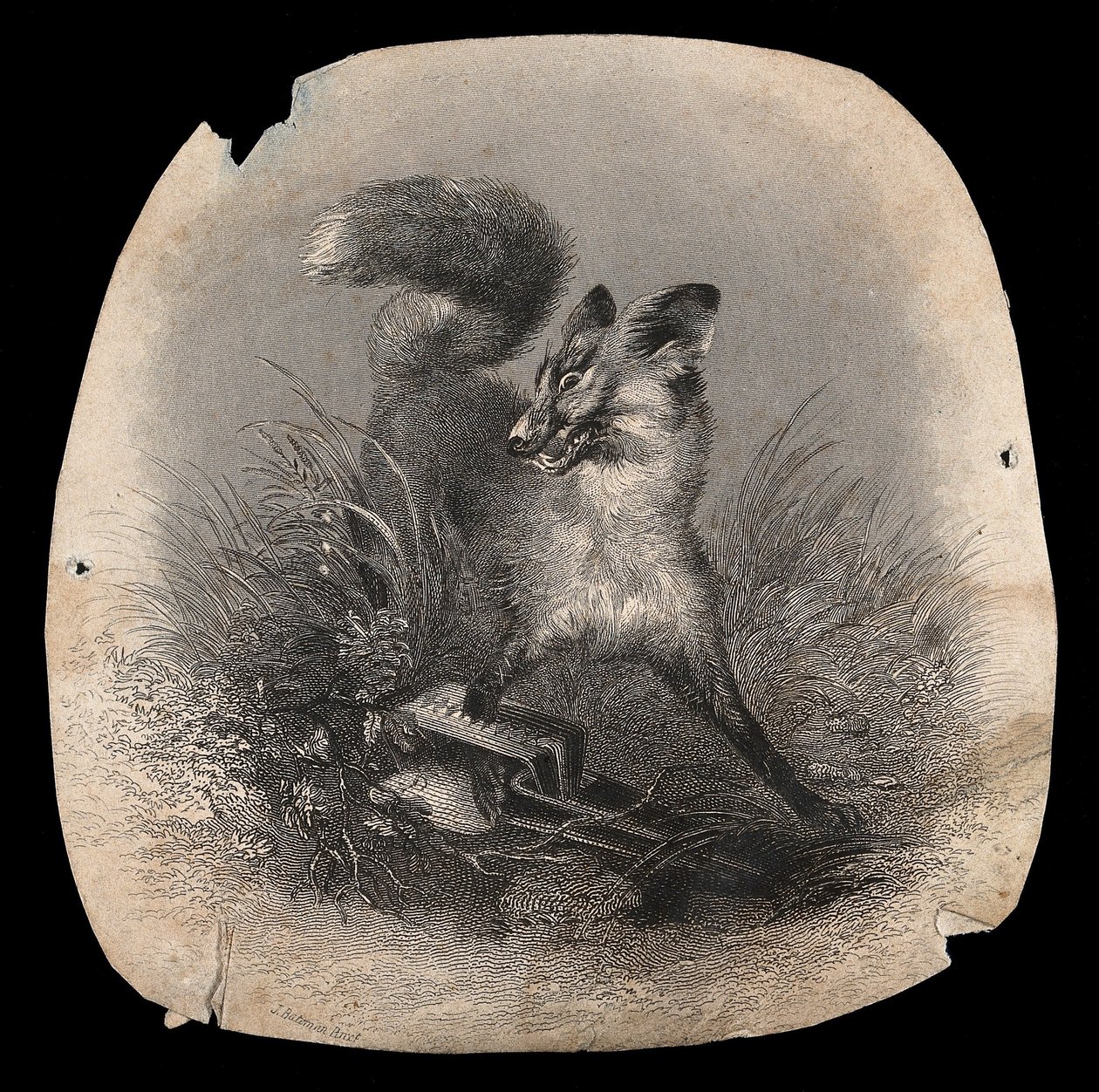 Ein Fuchs in Qualen mit seiner Pfote in einer Falle. Holzstich von Unbekannter Künstler