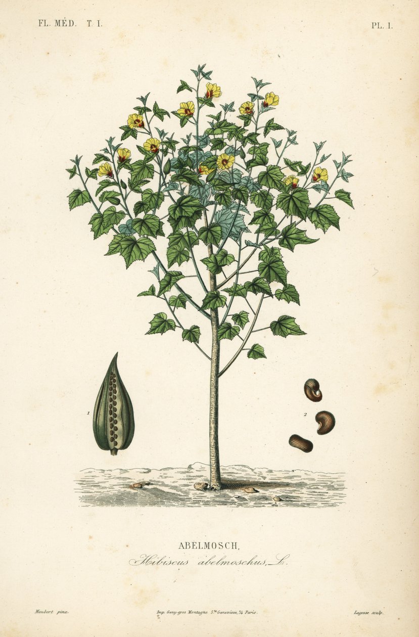 Moschusmalve, Abelmoschus moschatus von Unbekannt