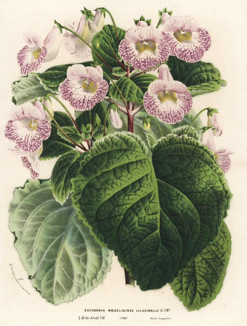 Achimenantha x naegelioides, Fliederkultivar (Eucodonia naegelioides lilacinella). Handkolorierte Lithographie aus Louis van Houtte und Charles Lemaire