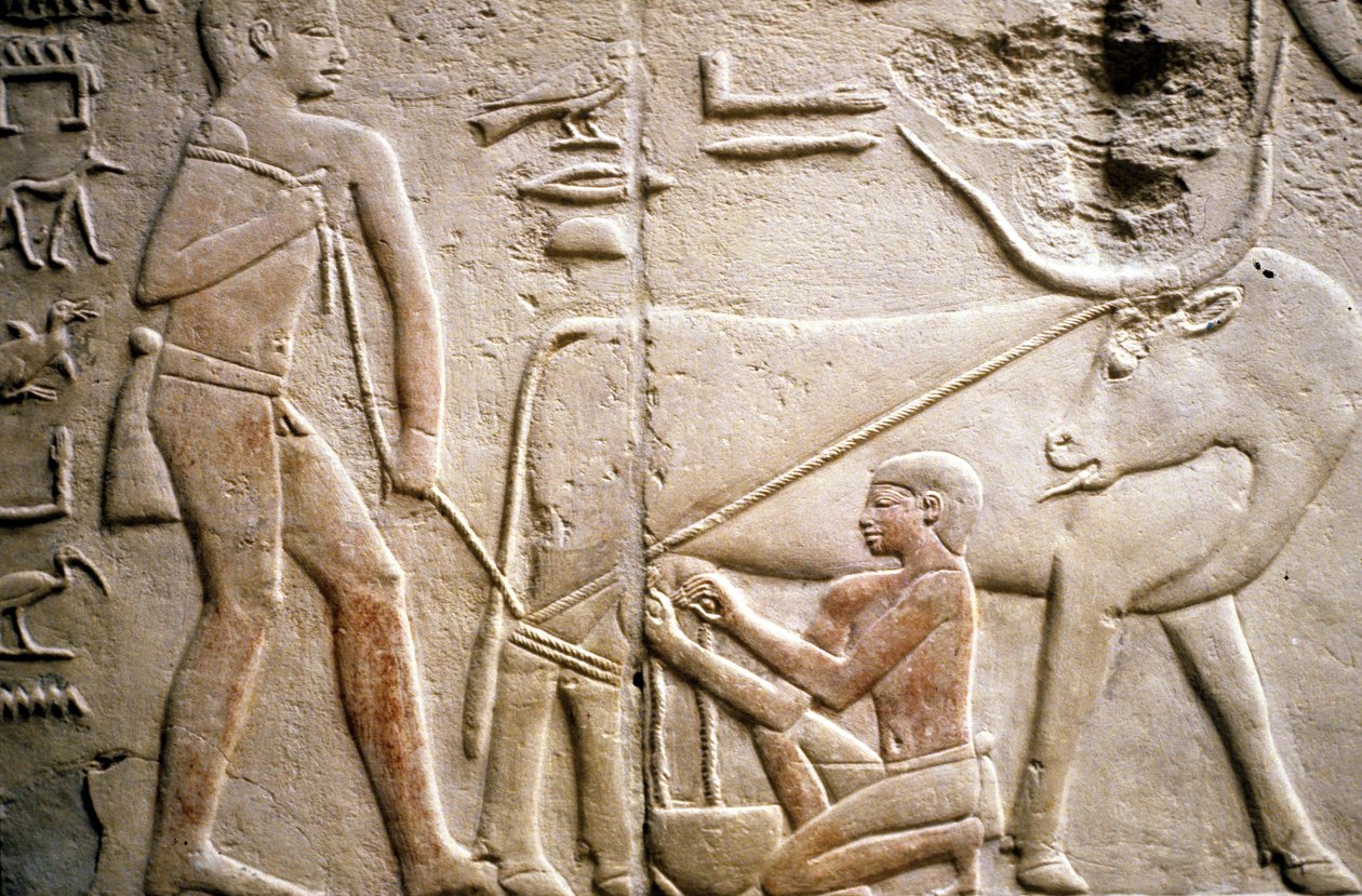 Altes Ägypten: Saqqara (oder Saqqarah oder Sakkara): Nekropole des Alten Reiches, Grab des Adligen. Detail der Reliefs, die das Melken eines Büffels darstellen von Leopold Blonder