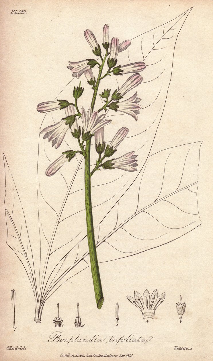 Angosturabaum, Angostura trifoliata von Unbekannter Künstler
