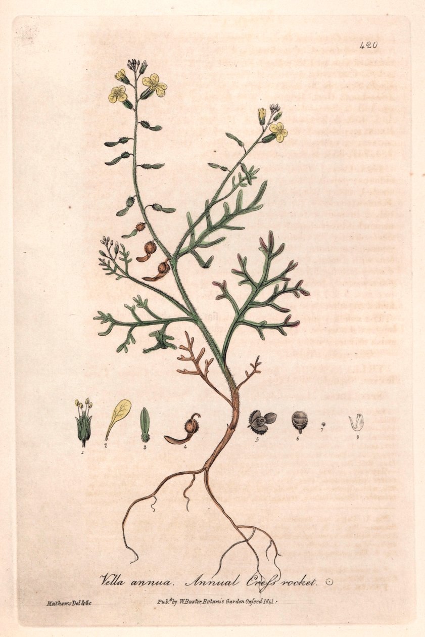 Einjähriges Vella (Vella annua) - Botanische Tafel von Isaac Russell, graviert von Charles Matthews, aus English Botanical Phenomenes von William Baxter (1788-1871) von Unbekannter Künstler