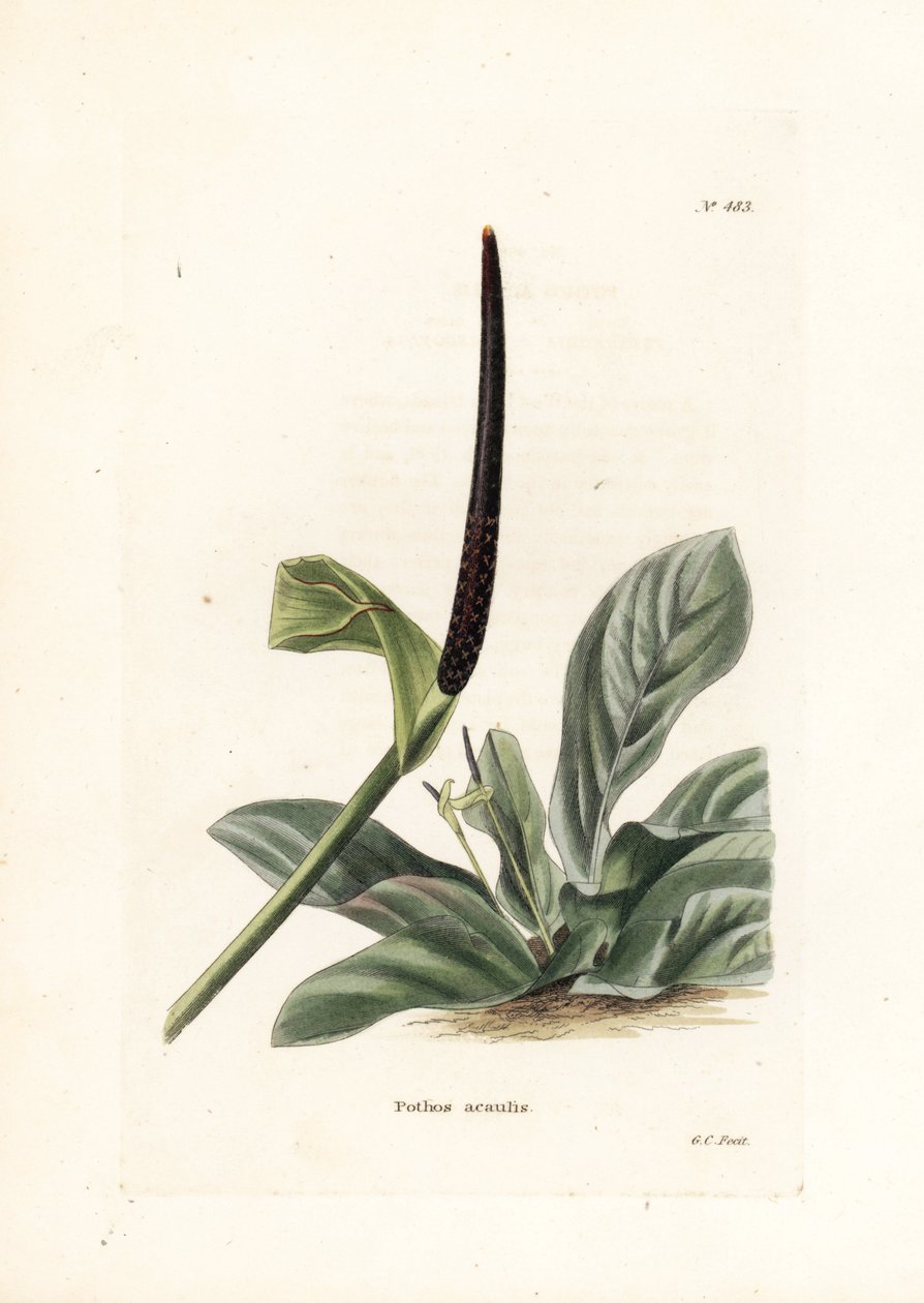 Anthurium Vogelnest oder Anthurium Kohl (Pothos acaulis) - Lithographie von George Cooke, für das britische Magazin Conrad Loddiges Botanical Cabinet (1738-1826) von Unbekannter Künstler