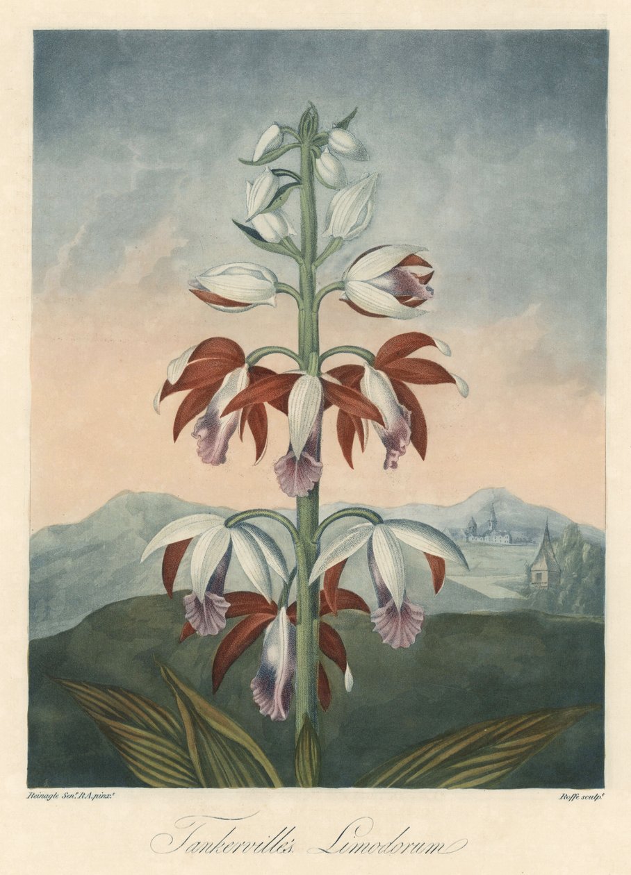 Asiatische Orchideenvarietät. Radierung, aus The Temple of Flora, von Dr. Robert Thornton (1768-1837). von Unbekannter Künstler
