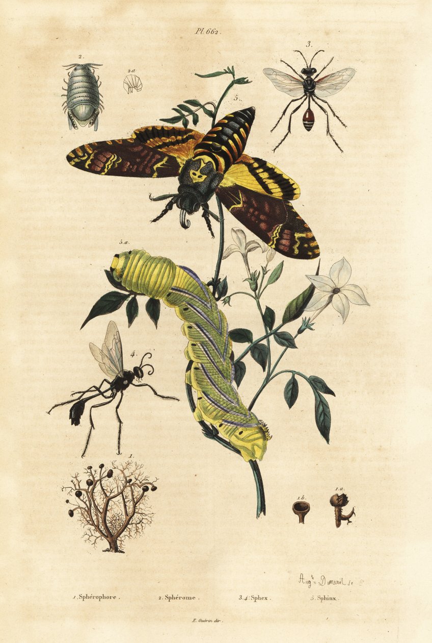 Kugelflechte, Sphaerophorus globulus 1, Dynamene-Krebstier 2, Grabwespen, Sphex-Arten 3,4 und Afrikanischer Totenkopfschwärmer, Acherontia atropos, und Raupe 5 von Unbekannt
