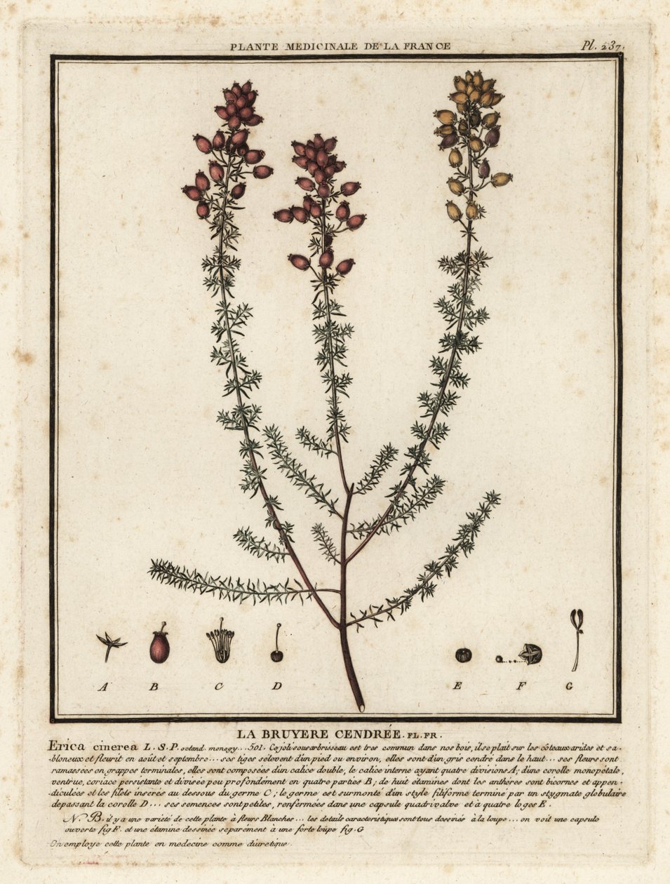 Glockenheide, Erica cinerea von Unbekannter Künstler