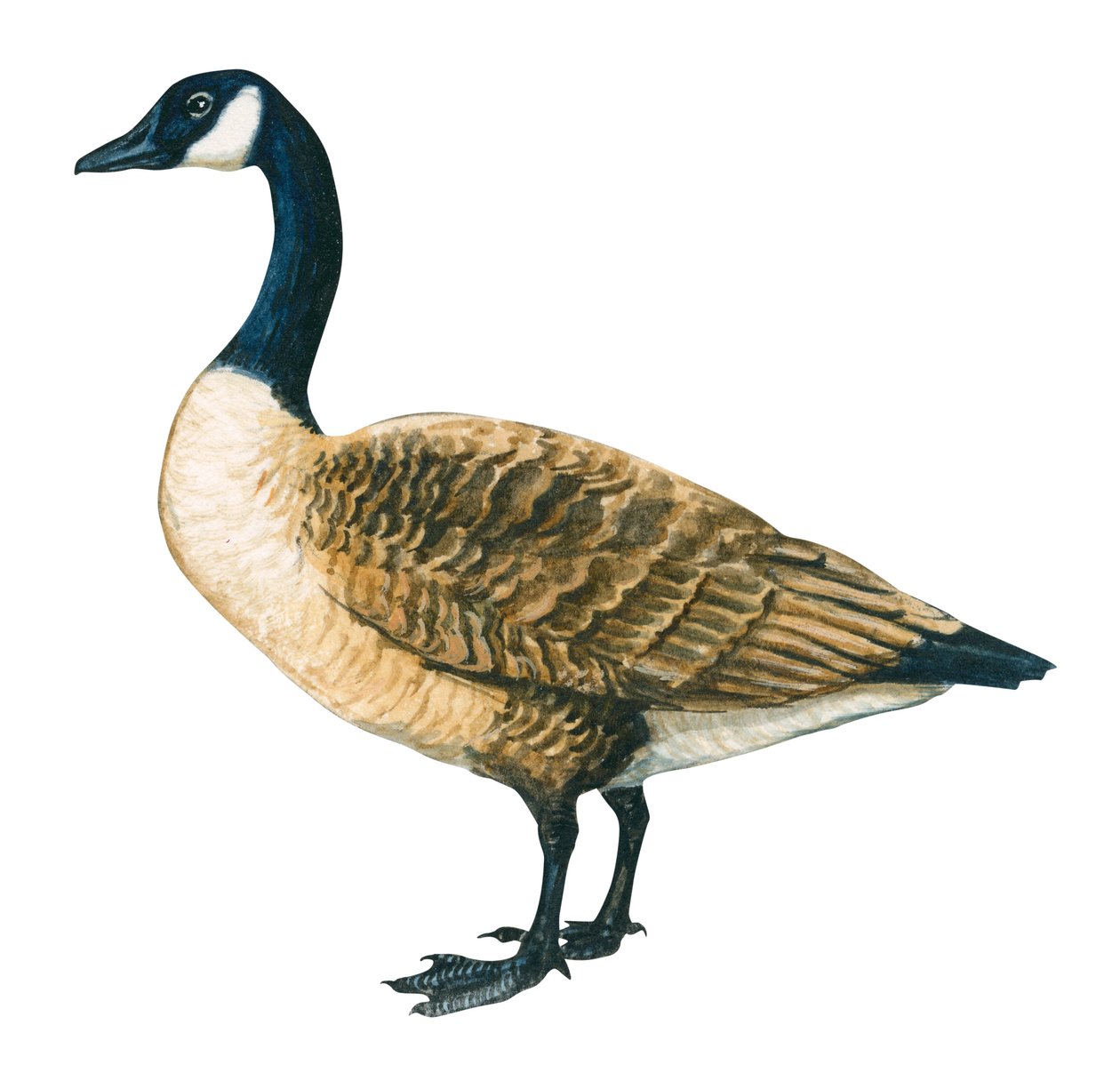 Kanadagans (Branta canadensis) von Unbekannter Künstler