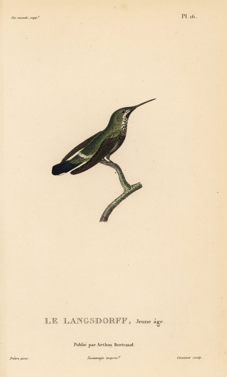 Schwarzbauch-Dornschwanz, Discosura langsdorffi (Ornismya langsdorfii). Unreif. Handkolorierter Stahlstich von Coutant nach einer Illustration von Jean-Gabriel Pretre aus Rene Primevere Lesson