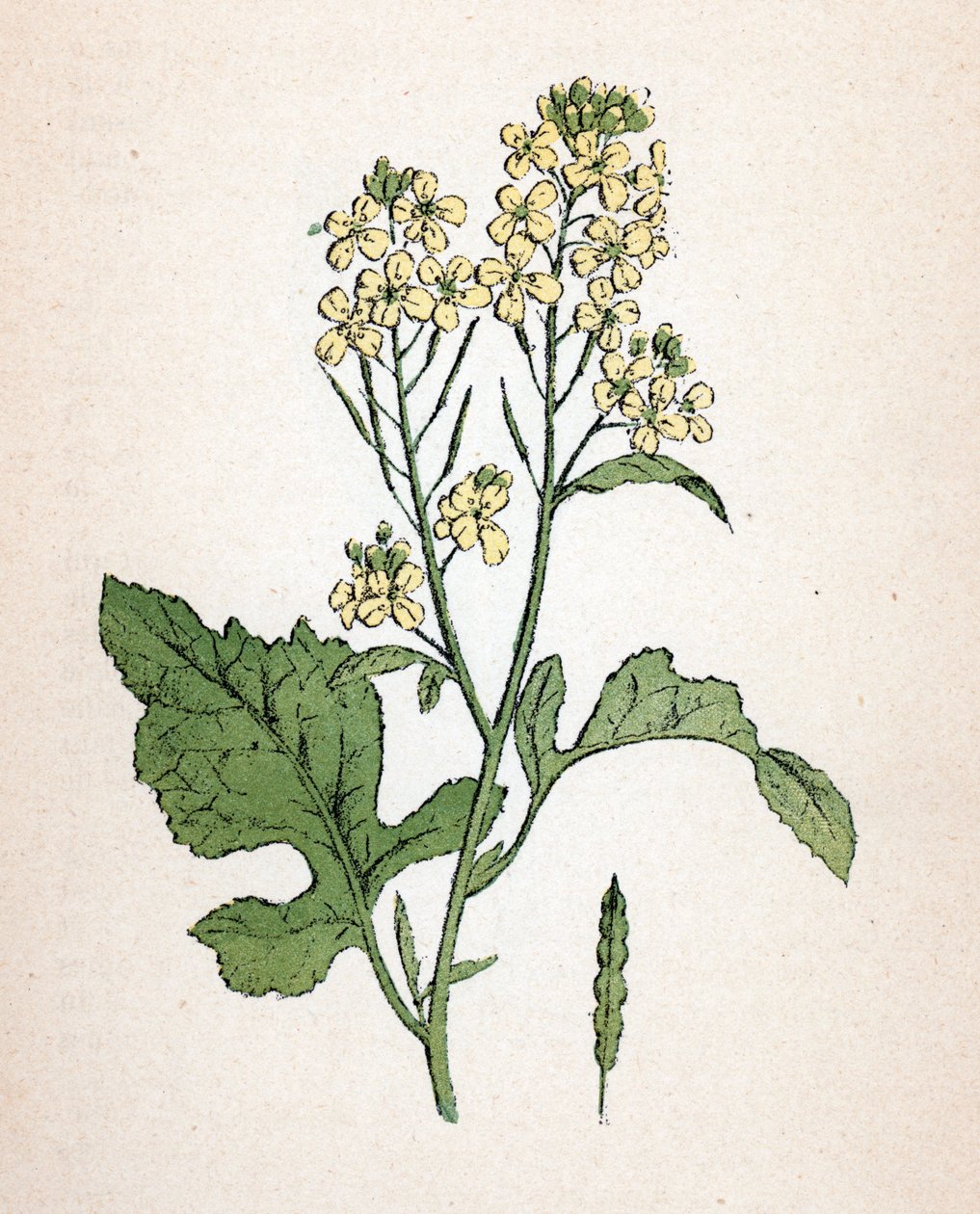 Schwarzer Senf (seneve noir) (Brassica nigra) Botanische Tafel aus „Atlas colorie des plantes medicinales“ von Paul Hariot von Unbekannter Künstler