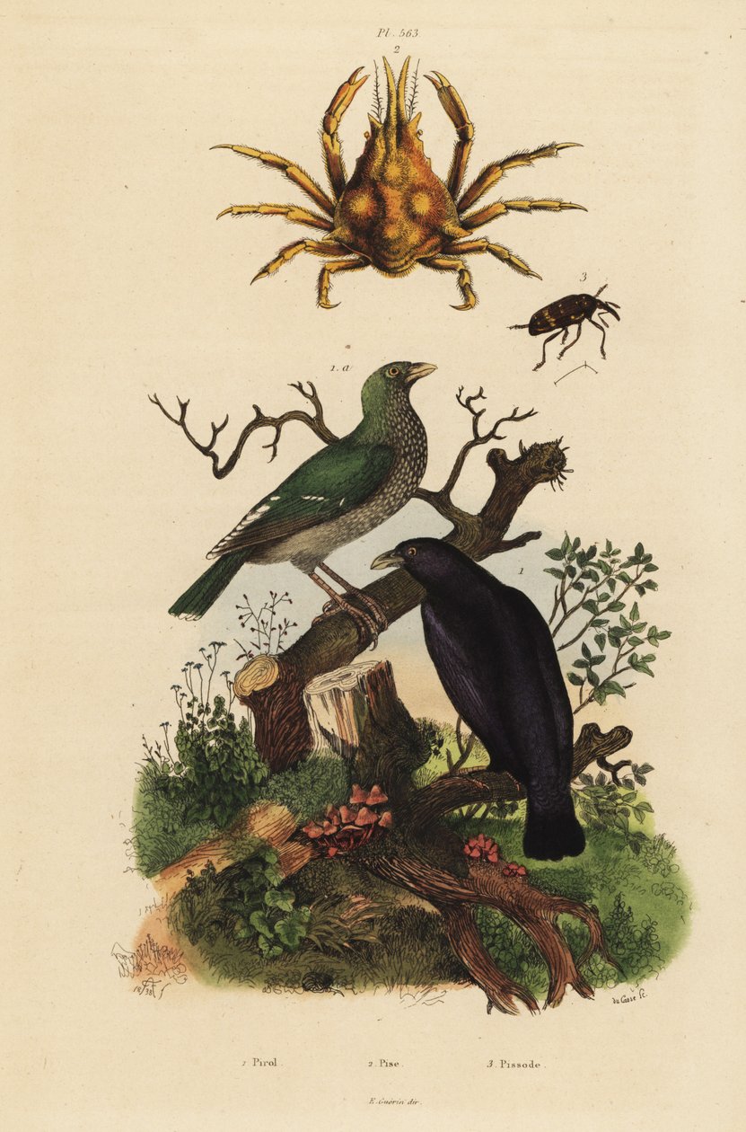 Schwarzer Pirol, Oriolus hosii 1, Grüner Pirol, Oriolus flavocinctus 1a, Vierhorn-Spinnenkrabbe, Pisa tetraodon 2, Rüsselkäfer, Pissodes-Arten 3 von Unbekannt