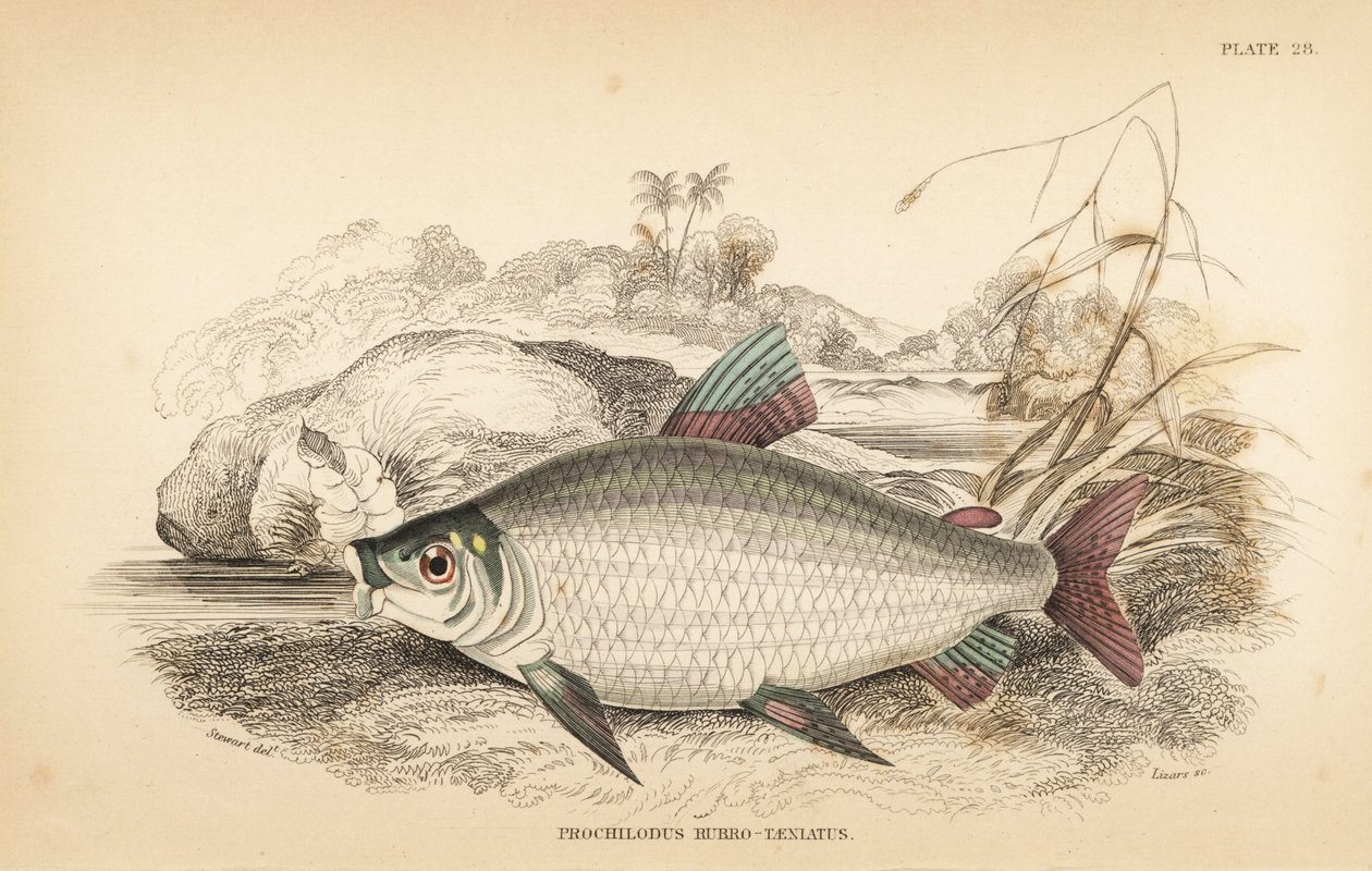 Bocachico oder Koulimata, Prochilodus rubrotaeniatus (Blassrotgestreifter Lachs-Karpfen, Prochilodus rubro-taeniatus). Handkolorierter Stahlstich von W.H. Lizars nach einer Illustration von James Stewart aus Robert Schomburgs Fische von Guiana, Teil von Si von Unbekannter Künstler