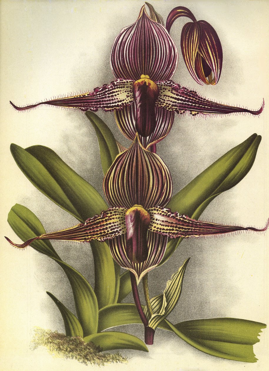 Botanische Tafel/Paphiopedilum rothschildianum/Lindenia von Unbekannt