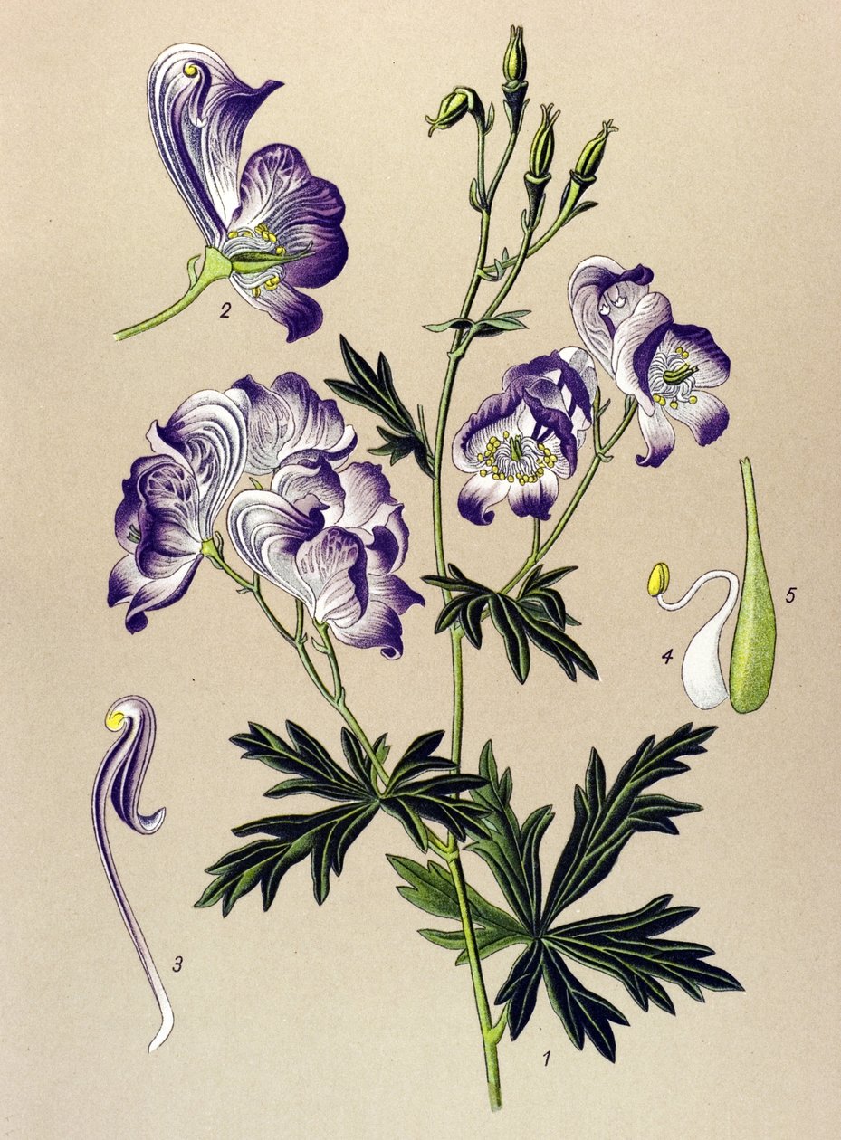 Botanische Tafel. Giftige und Heilpflanze: Buntes Eisenhut (Aconitum variegatum) von Unbekannter Künstler