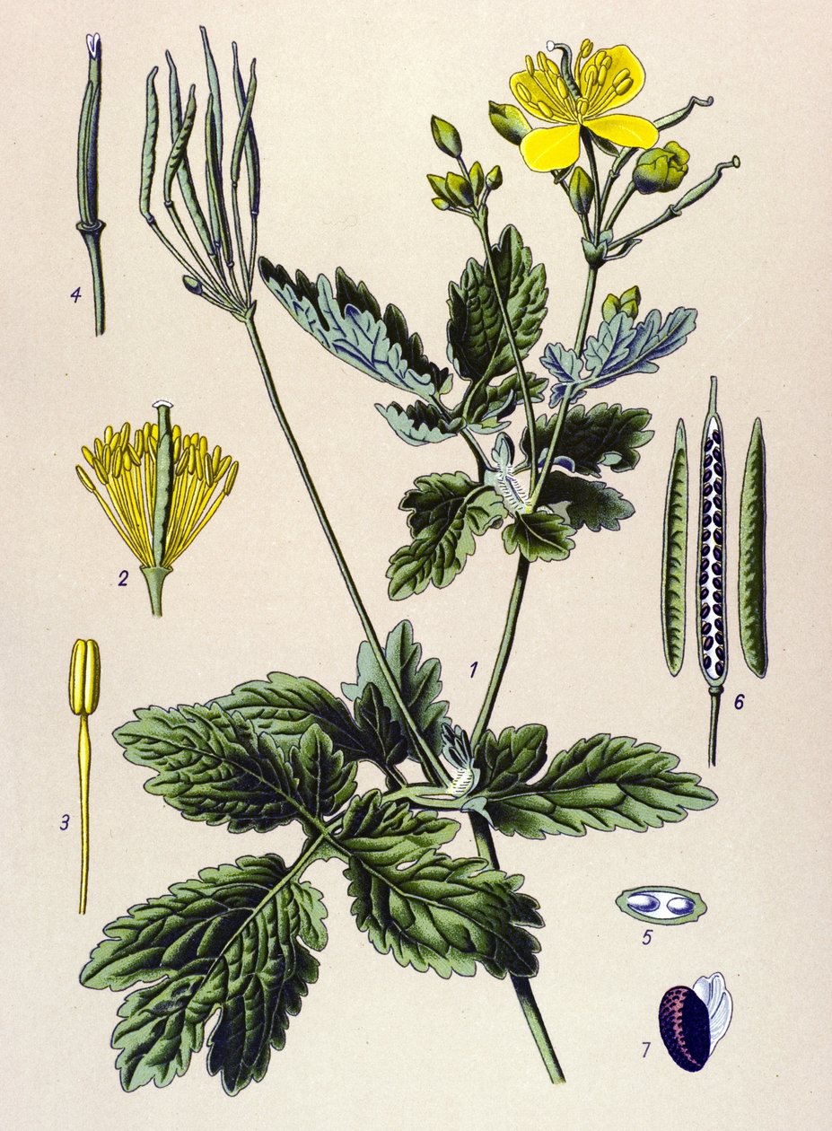 Botanische Tafel, giftige und medizinische Pflanze: Schöllkraut (Chelidonium majus) von Unbekannter Künstler