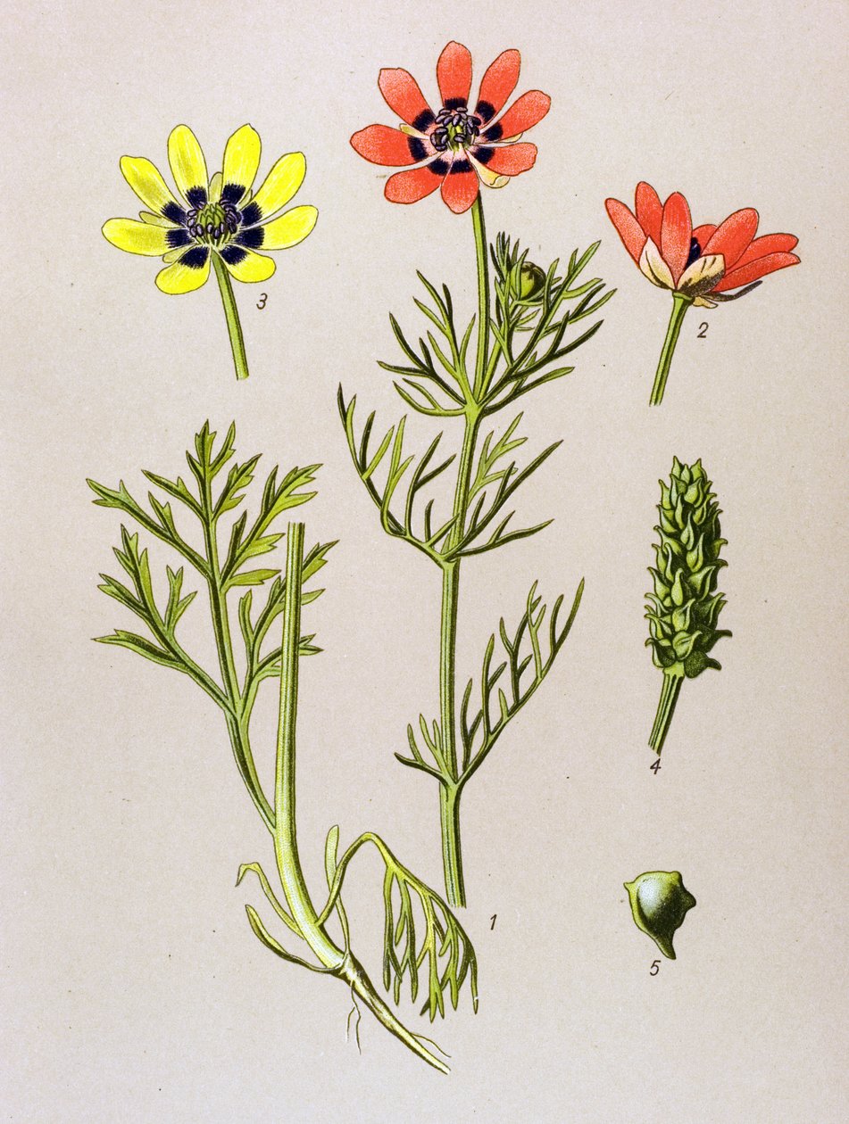 Botanische Tafel. Giftige und medizinische Pflanze: Sommer-Adonisröschen (Adonis aestivalis) von Unbekannter Künstler