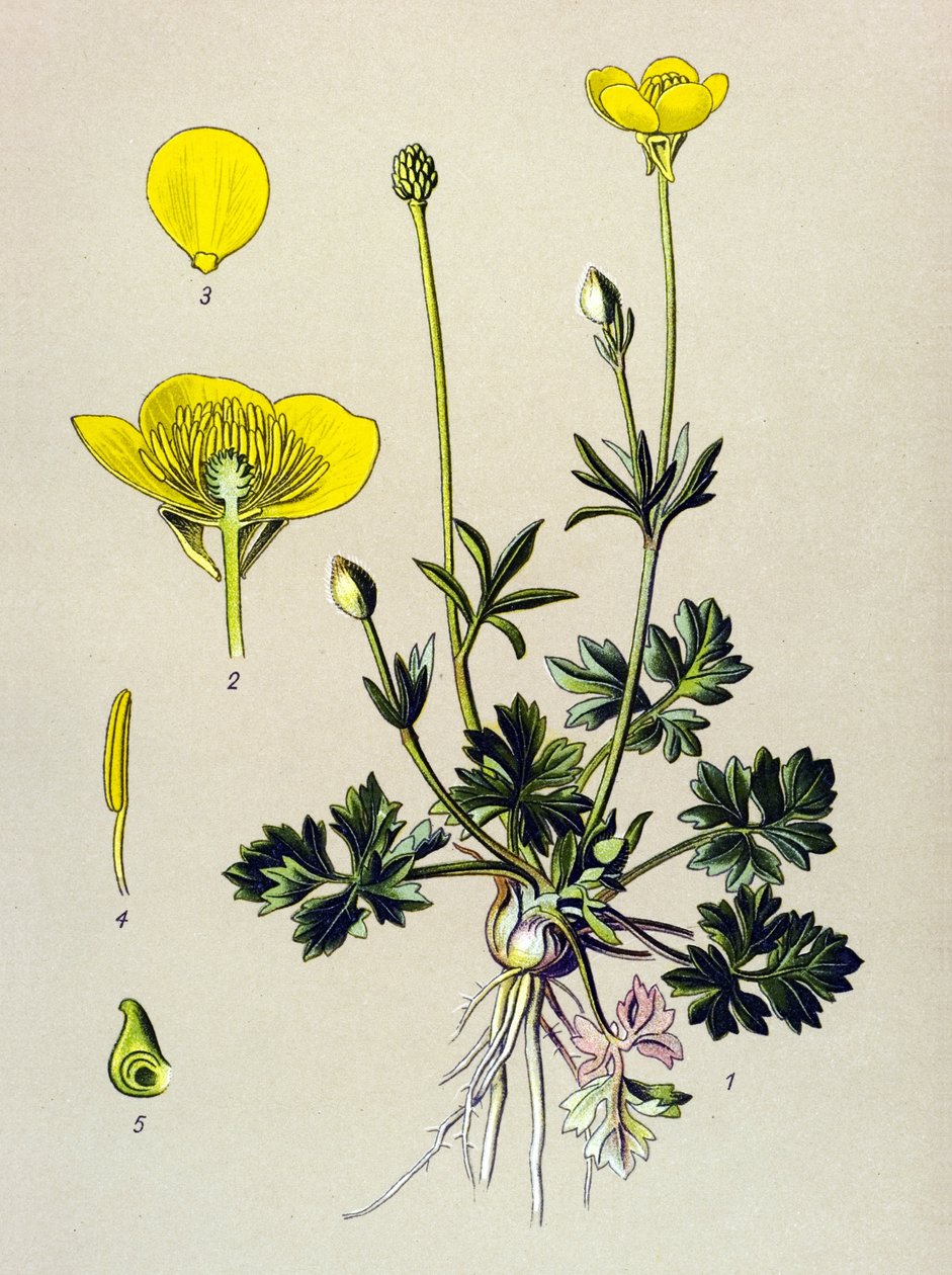 Botanische Tafel, giftige Pflanze: Knolliger Hahnenfuß (Ranunculus bulbosus) von Unbekannter Künstler