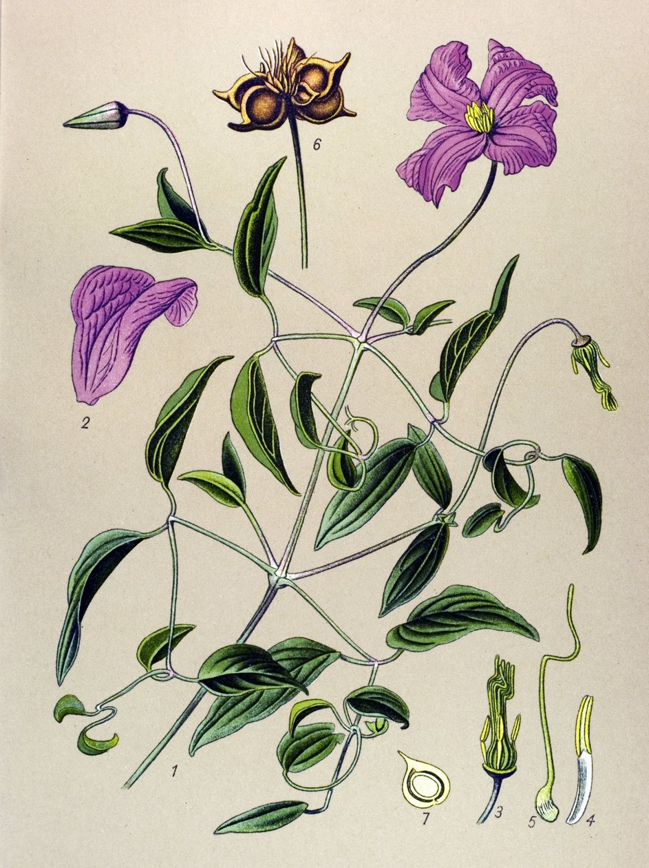 Botanische Tafel. Giftige Pflanze: Waldrebe (Clematis viticella) von Unbekannter Künstler