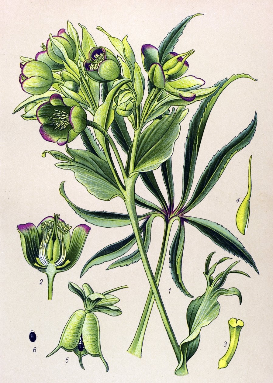 Botanische Tafel. Giftige Pflanze: Stinkende Nieswurz (Helleborus foetidus) von Unbekannter Künstler