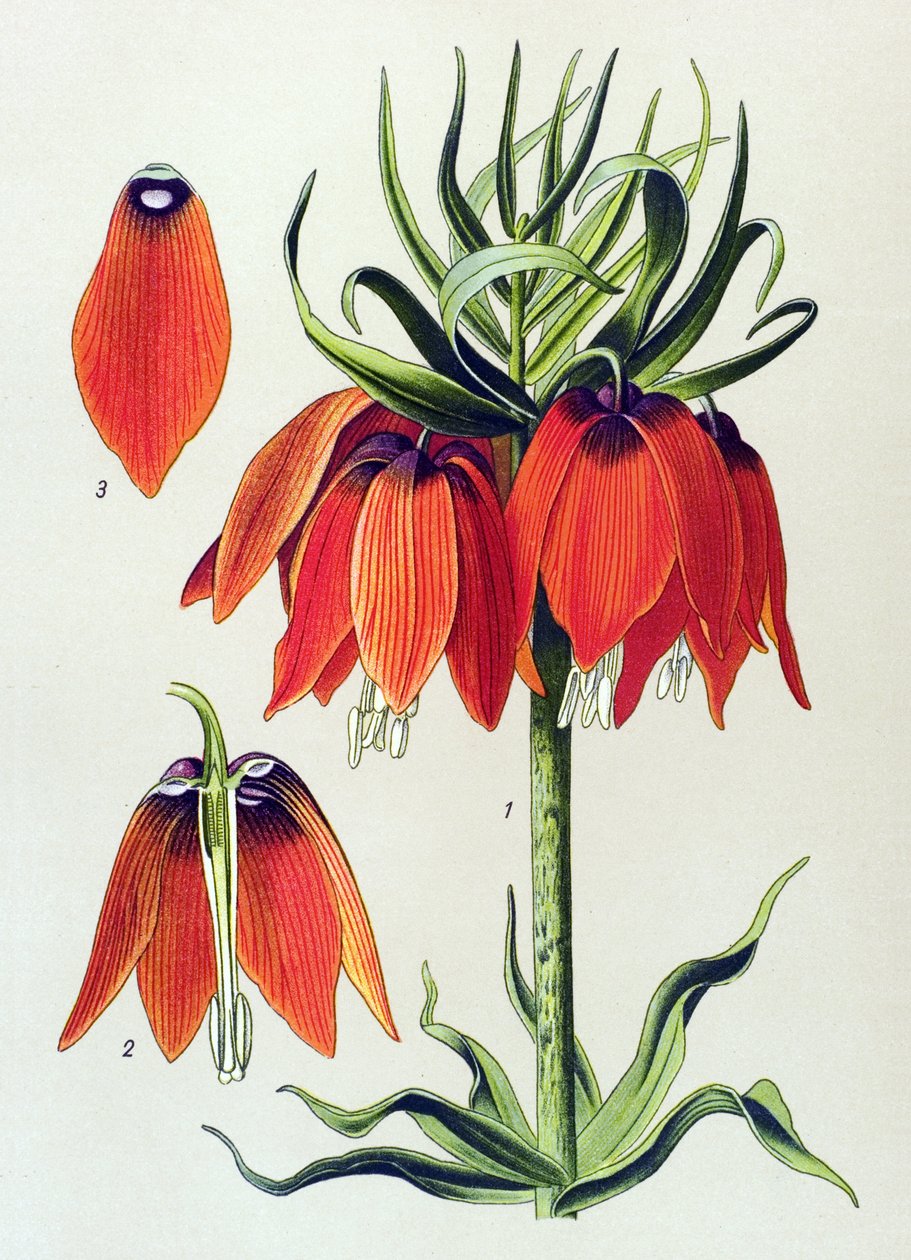 Botanische Tafel, giftige Pflanze: Kaiserkrone (Fritillaria imperialis) von Unbekannter Künstler