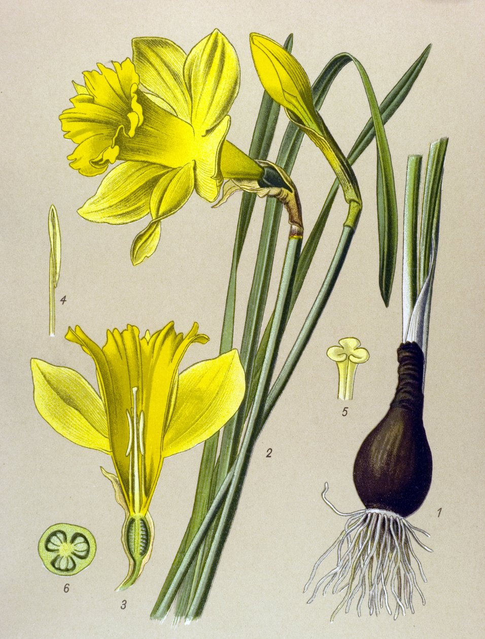 Botanische Tafel, giftige Pflanze: Gelbe Narzisse (Narcissus pseudonarcissus) von Unbekannter Künstler