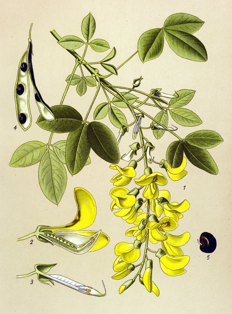 Botanische Tafel, Pflanze: Gemeiner Goldregen (Cytisus Laburnum) von Unbekannter Künstler