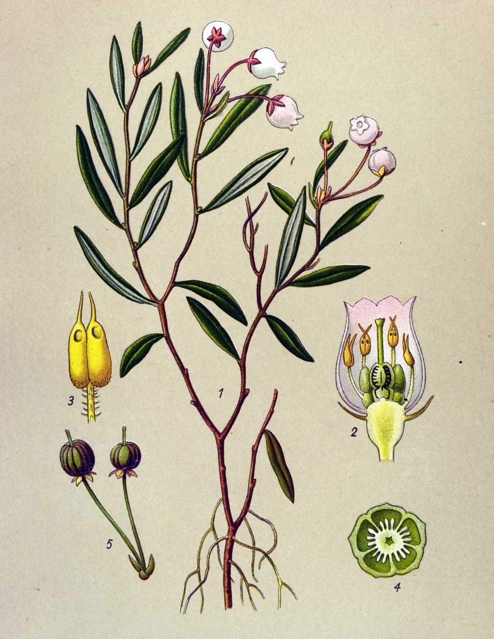 Botanische Tafel, giftige Pflanze: Rosmarinheide (Andromeda polifolia) von Unbekannter Künstler