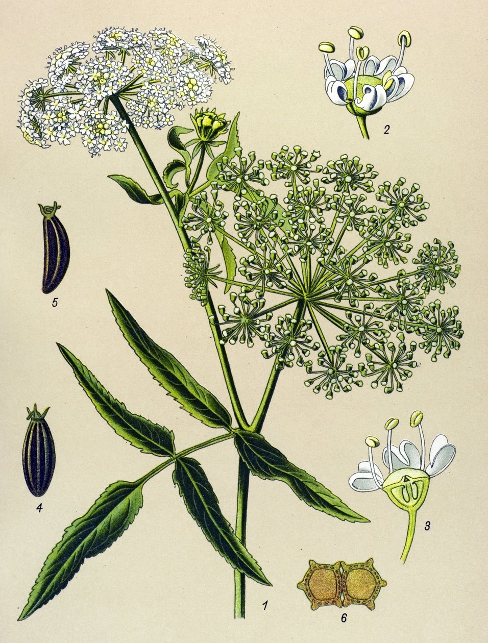 Botanische Tafel, giftige Pflanze: Große Berle (Sium latifolium) von Unbekannter Künstler