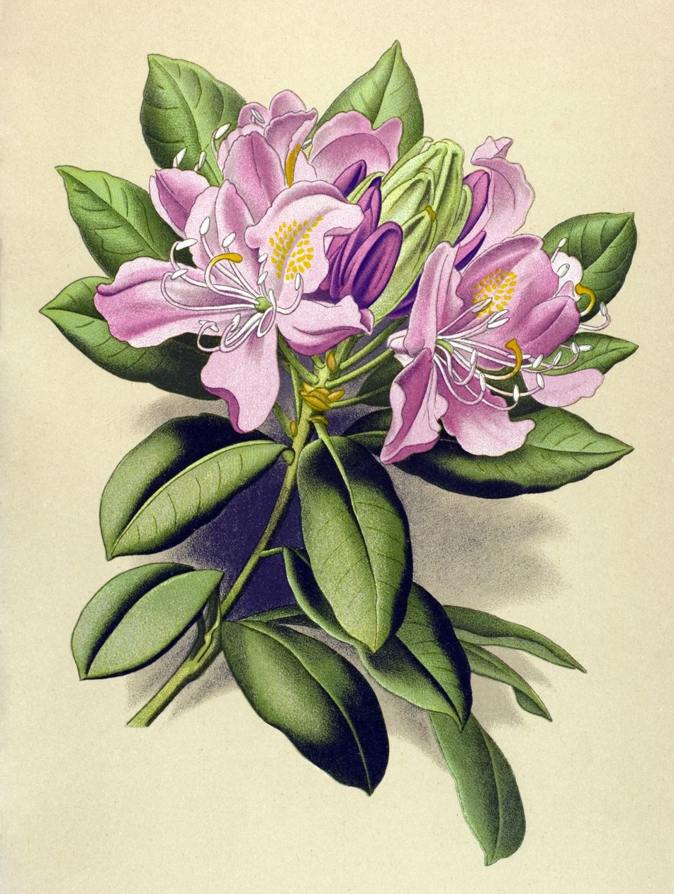 Botanische Tafel, giftige Pflanze: Pontischer Rhododendron ...