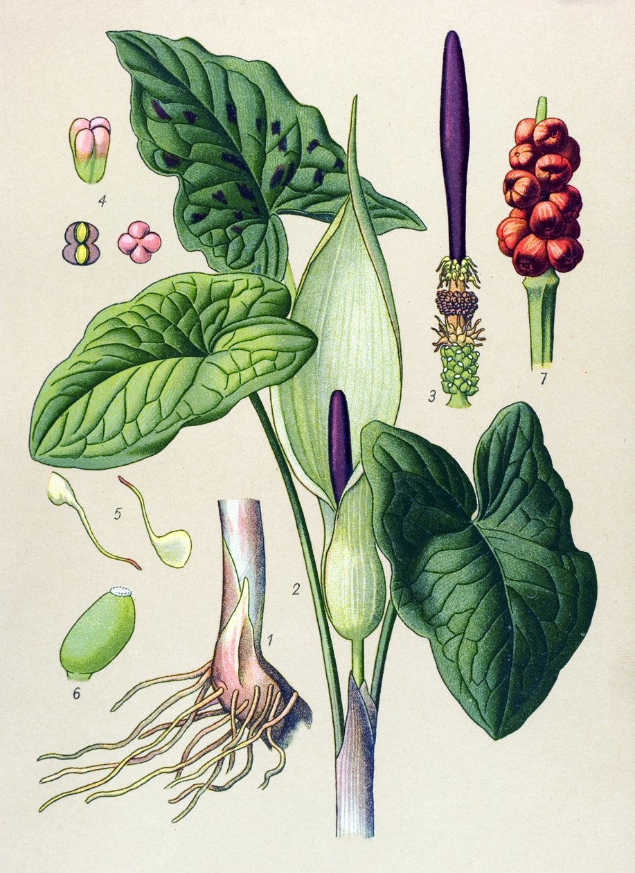 Botanische Tafel. Giftige und Heilpflanze: Gefleckter Aronstab (Arum maculatum) von Unbekannter Künstler