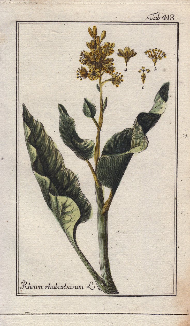 Rhabarberblätter (Rheum rhabarbarum). Handkolorierte Kupferstichgravur aus einer Zeichnung von B. Thanner aus Johannes Zorns „Icons plantarum medicinalium“, Deutschland von Unbekannter Künstler