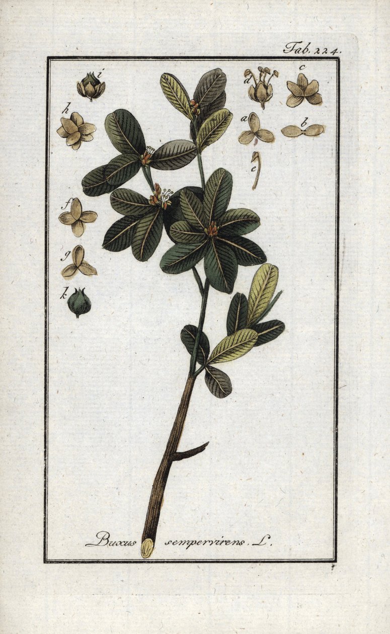 Buchsbaum oder immergrüner Buchsbaum (Buxus sempervirens). Lithographie aus „Afbeelding der Artseny-Gewassen“ von Johannes Zorn (1739-1799), Niederlande von Unbekannter Künstler