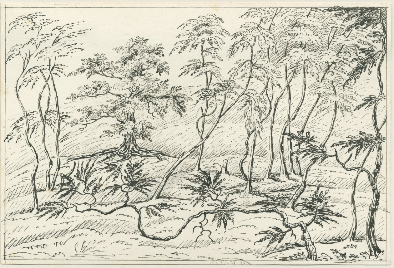 Cannock Chase (Zeichnung) von Unbekannt