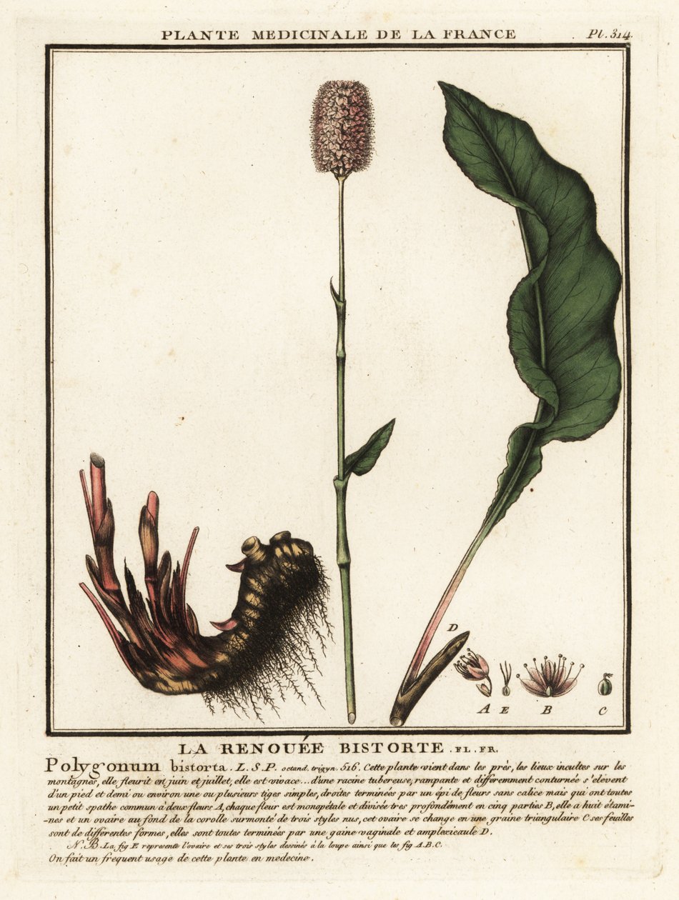 Schlangen-Knöterich, Persicaria bistorta von Unbekannter Künstler