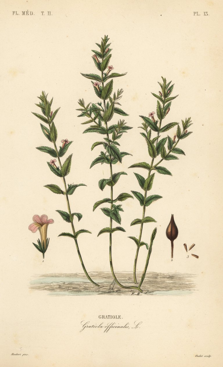 Gnadenkraut, Gratiola officinalis von Unbekannt