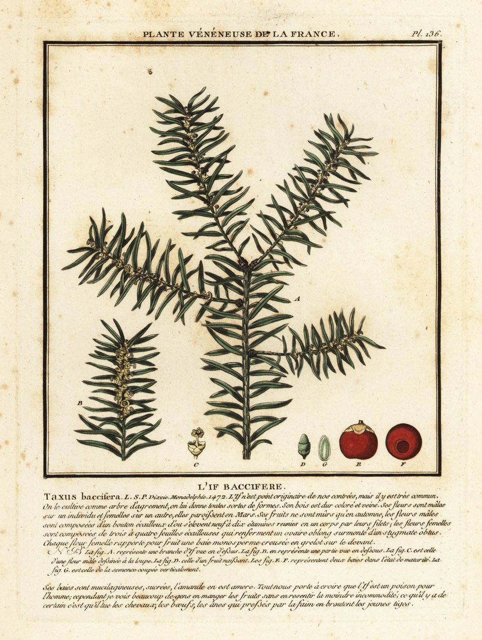 Gemeine Eibe oder Englische Eibe, Taxus baccata von Unbekannter Künstler