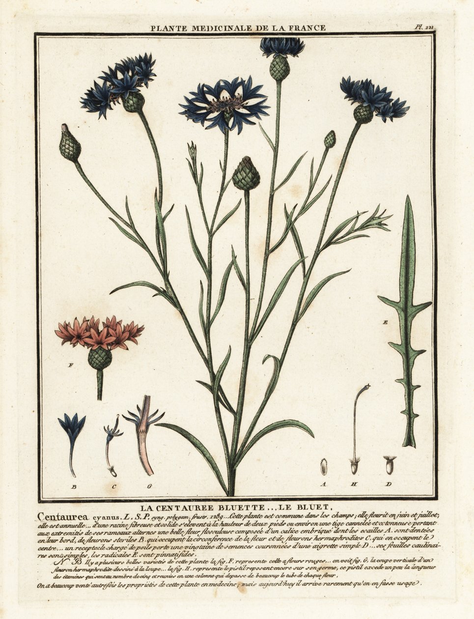 Kornblume, Cyanus segetum von Unbekannter Künstler