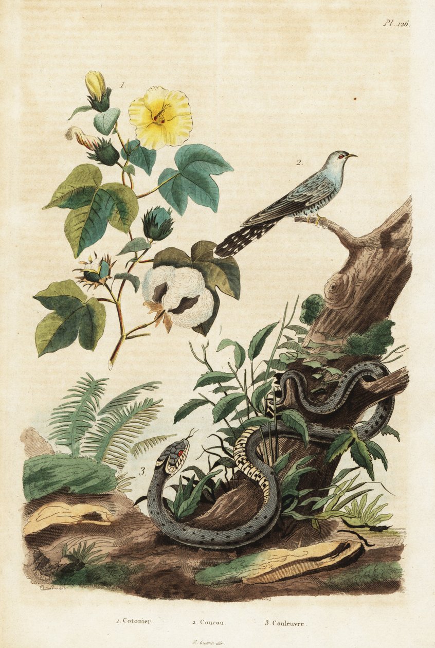 Baumwolle, Kuckuck und Grasnatter, 1834-1839 von Unbekannter Künstler