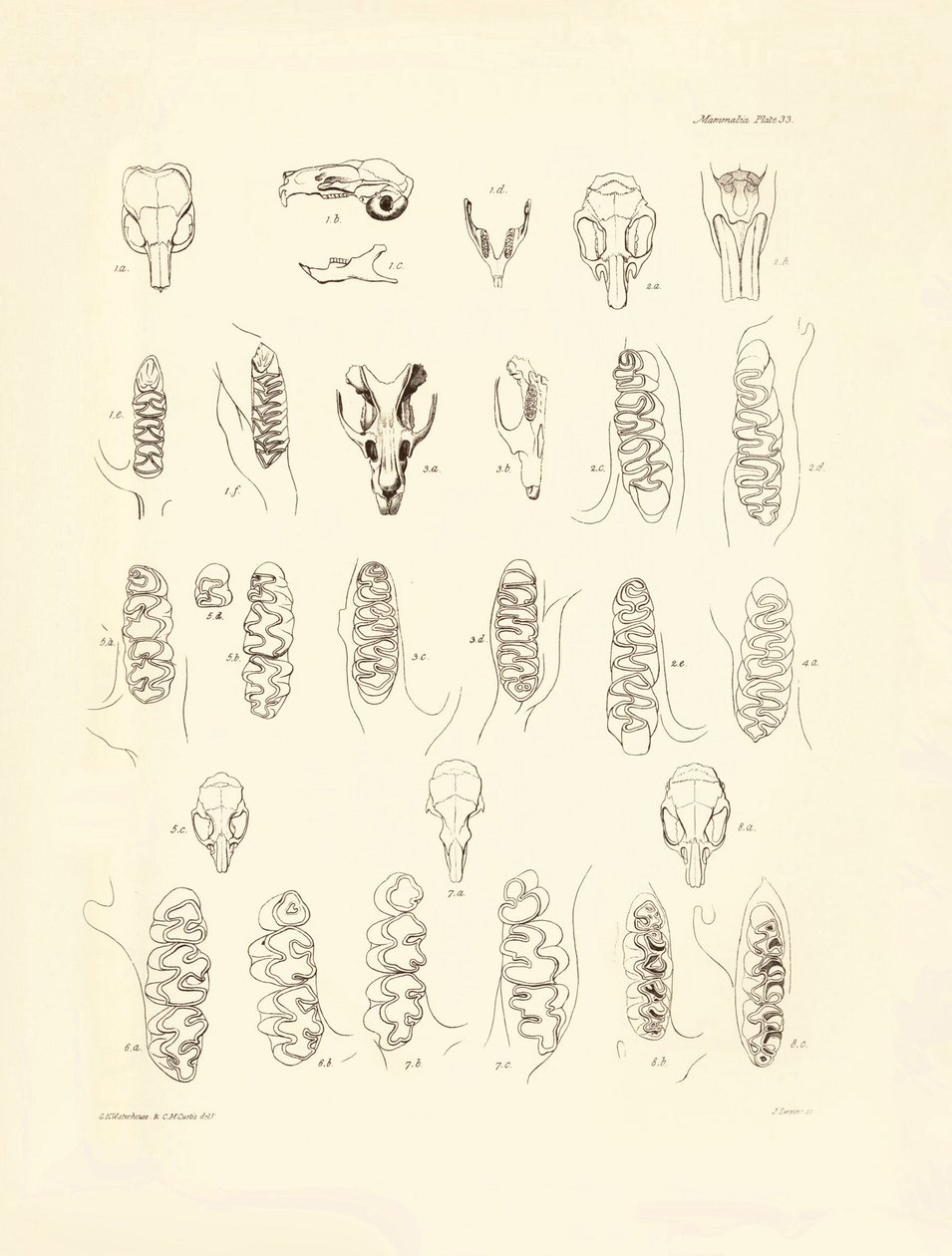 Kräne und Zähne verschiedener Nagetiere, beschrieben von Charles Darwin während seiner Erkundungsreise an Bord der Beagle. Tafel aus „The Zoology of the voyage of H.M.S. Beagle under the command of Captain Fitzroy during the years 1832 to 1836“ von Unbekannter Künstler