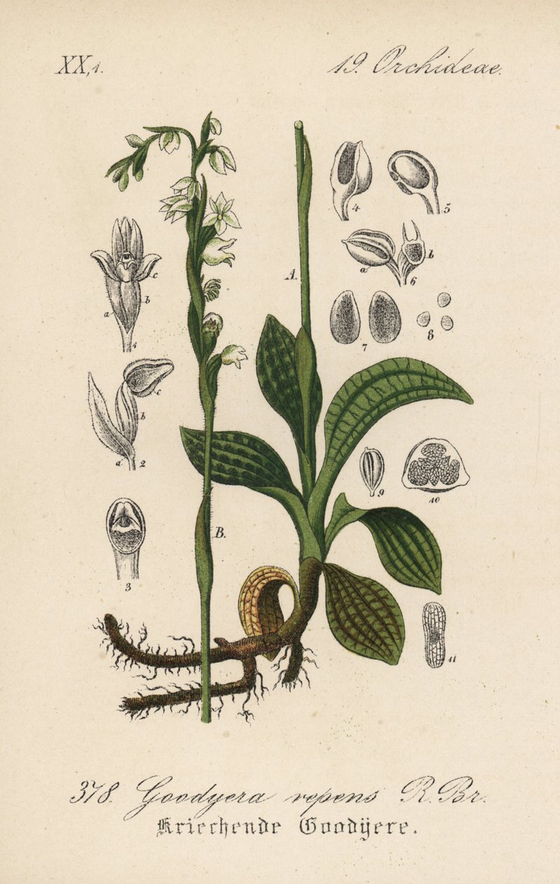 Kriechende Goodyere - Kriechende Wendelähre, Goodyera repens. Handkolorierte Lithographie aus Diederich von Schlechtendals Deutsche Flora (Flora von Deutschland), Jena von Unbekannter Künstler