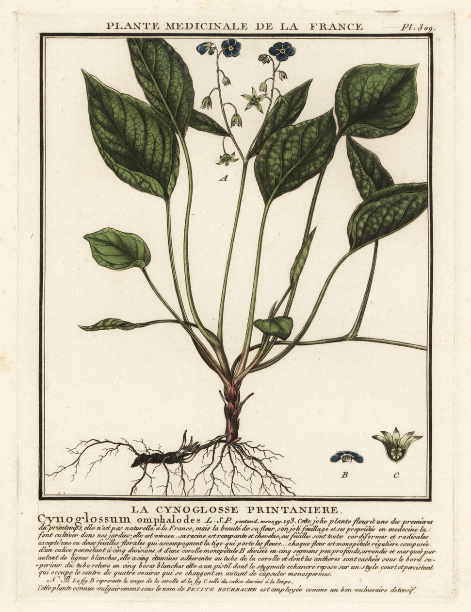 Kriechender Nabelwurz, Omphalodes verna von Unbekannter Künstler
