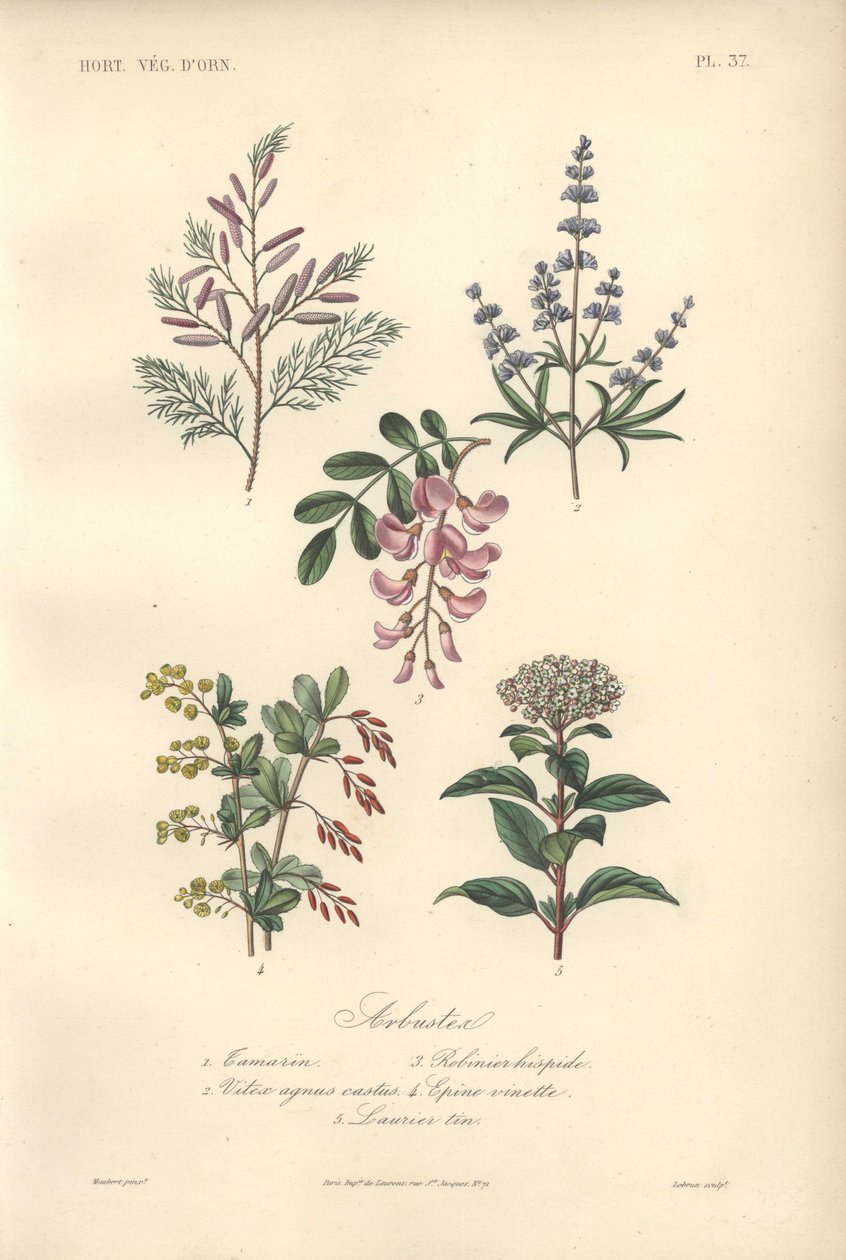 Dekorative botanische Drucke mit Tamarinde, Johannisbrotbaum, Keuschbaum, Berberitze und Schneeball von Unbekannter Künstler