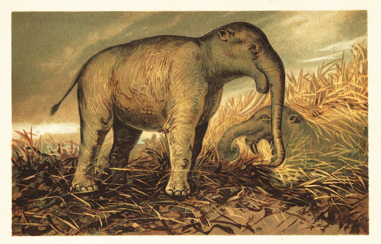 Deinotherium giganteum, großer prähistorischer Verwandter der heutigen Elefanten. 1908 von Unbekannter Künstler