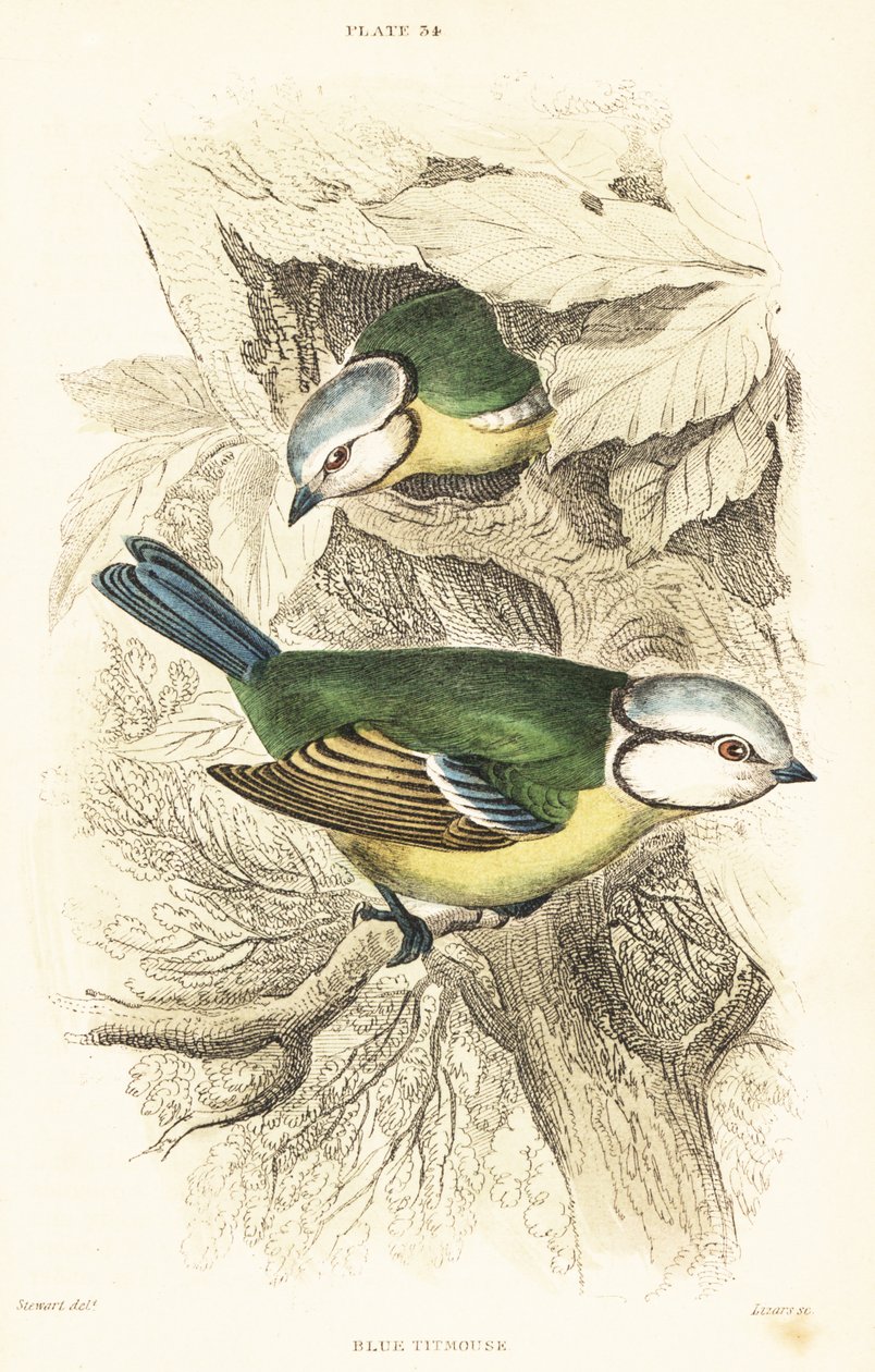 Blaumeise, Cyanistes caeruleus. 1889 (Gravur) von Unbekannter Künstler