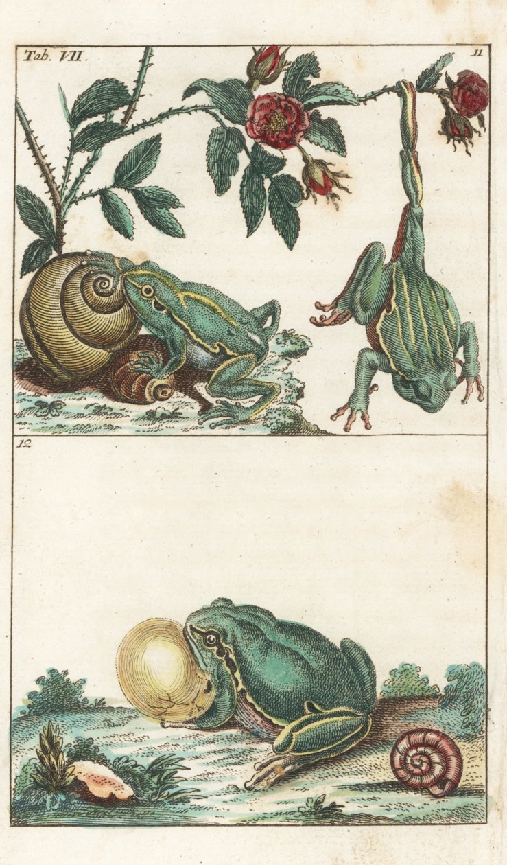 Europäische und italienische Frösche - Starkes Wasser von Gottlieb Tobias Wilhelm (1758-1811), aus Enzyklopädie der Naturgeschichte: Amphibien von Unbekannter Künstler