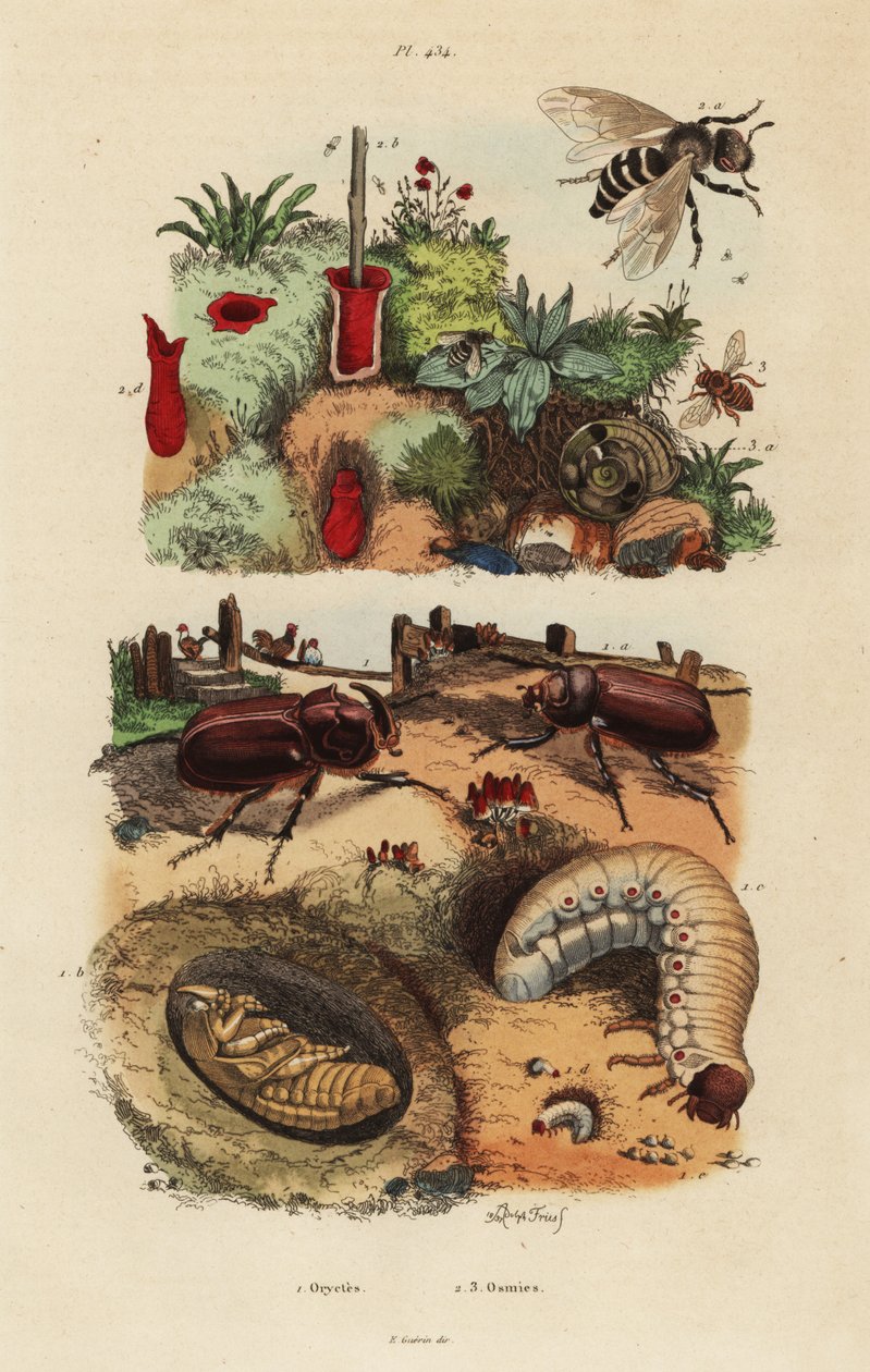 Europäischer Nashornkäfer, Oryctes nasicornis, Puppe und Larve, Europäische Obstbiene, Osmia cornuta, und Nest von Unbekannt