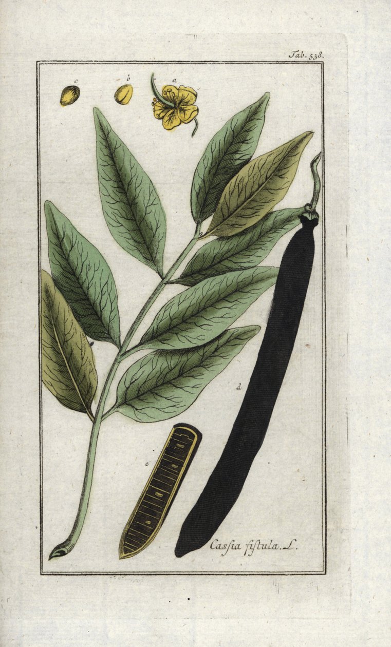 Goldregen (Cassia fistula). Lithographie aus „Afbeelding der Artseny-Gewassen“ von Johannes Zorn (1739-1799), Niederlande von Unbekannter Künstler