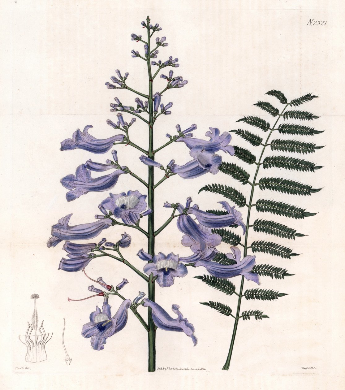 Flamboyantblau oder Austernbaum - Trinidad-Farnbaum, Jacaranda mimosifolia (Ovalblättrige Jacaranda, Jacaranda ovalifolia). Handkolorierter Kupferstich von Weddell nach einer Illustration von John Curtis aus Samuel Curtis
